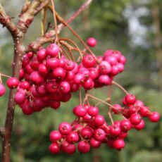 5038838083105 1 Sorbus Vil Pink Charm 12L.jpg